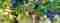 1262x500-weinrebe.jpg